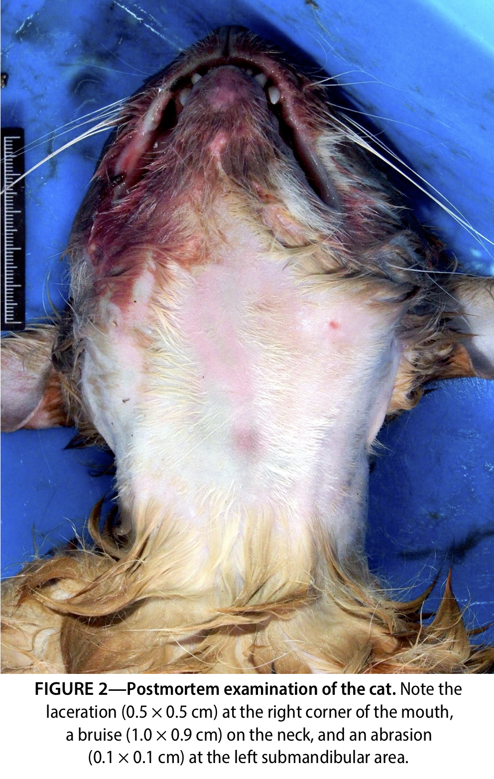 Figure 2—Postmortem examination of the cat. Note the laceration (0.5 × 0.5 cm) at the right corner of the mouth, a bruise (1.0 × 0.9 cm) on the neck, and an abrasion (0.1 × 0.1 cm) at the left submandibular area.