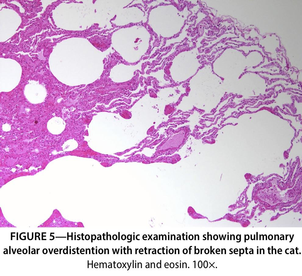 Figure 5—Histopathologic examination showing pulmonary alveolar overdistention with retraction of broken septa in the cat. Hematoxylin and eosin. 100×.