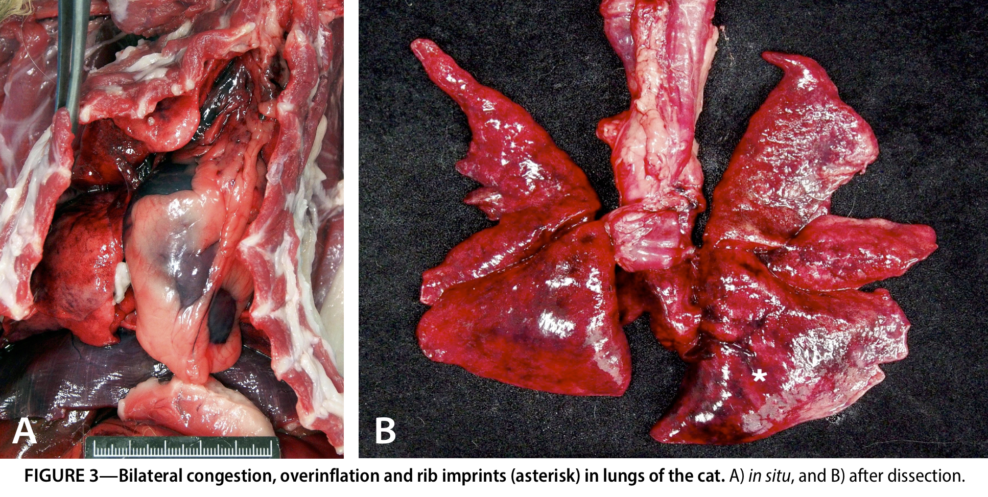 Figure 3—Bilateral congestion, overinflation and rib imprints (asterisk) in lungs of the cat. A) in situ, and B) after dissection.