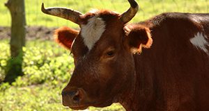 A closeup photo of a bull.