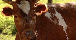 a close up photo of a bull.