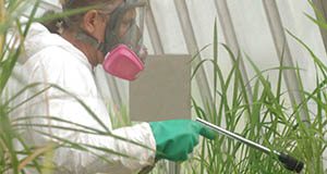A worker in personal protective equipment sprays pesticide on rice plants in a greenhouse