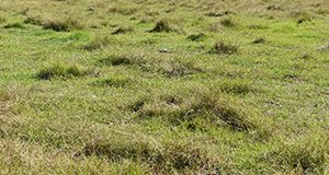 Closely grazed bahiagrass pasture with patches of brunswickgrass.