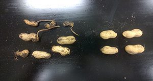 A photo of two groups of peanuts arranged on a flat surface, one  showing eight pods with various amounts of root-knot nematode galls and one showing four noninfested pods.