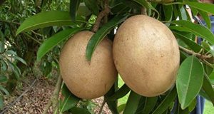 A close up photo of sapodilla fruit on tree