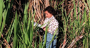 An agronomist taking notes in a sugarcane field