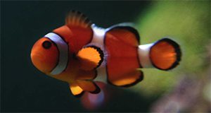 a close-up photo of a clownfish