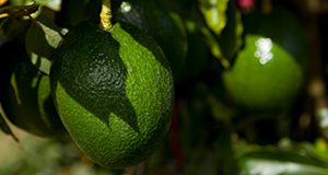A close up of avocados growing on a tree.