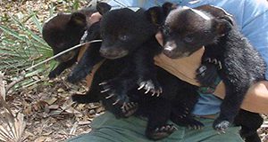 wildlife worker holds three newborn bear cubs