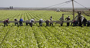 Workers in a lettuce field picking and loading lettuce onto a conveyor belt