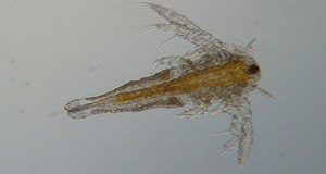 a case up image of a brine shrimp