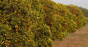 orange grove