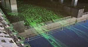 bright streams of microcystis algae travel under a bridge reflected on the water surface.