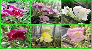 composite of close up photos of six different snapdragon varieties