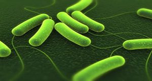 a microscopic image of E. coli