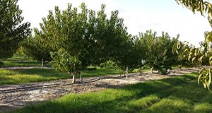 Peach trees in a peach orchard