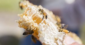 a close up of honeycomb with bees on it