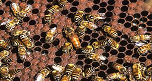 a close up photo of queen bee and ladies in waiting on honey comb