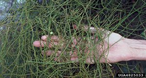 photo of dodder being held up in a person's hand