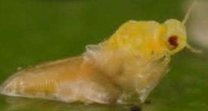 close up of emerging adult ficus whitefly