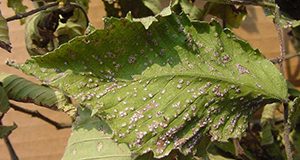 a closeup photo of Leaves with cushion-like fungus caused by black elm spot