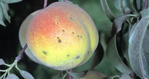 Typical fruit lesions on mature fruit