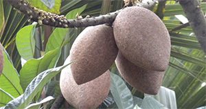 A close-up of a cluster of Mamey sapote fruit on a branch