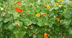 a closeup of edible flowers