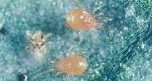 a close-up photo of Adult Phytoseiulus persimilis with a recently consumed twospotted spider mite