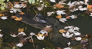 An alligator in water with fallen leaves surrounding it. Photo taken 12-19-17.