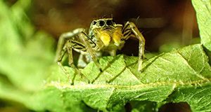 A close up photo of an adult male dimorphic jumping spider on a green leaf