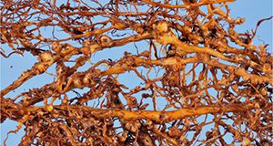 Root galls caused by root-knot nematode