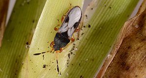 An adult southern chinch bug