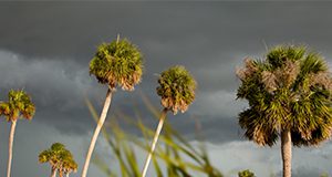 palm trees sway in foreground of cloudy sky