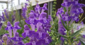 a close-up of baikal skullcap in a greenhouse