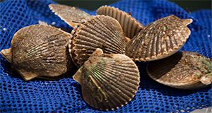 freshly harvested scallops on a mesh net