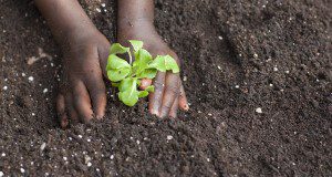 A child's hands planting a vegetable in the soil. Photo taken December 5th, 2015. UF/IFAS Photo by Tyler Jones