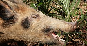 side view of the head of a feral pig biting a plant