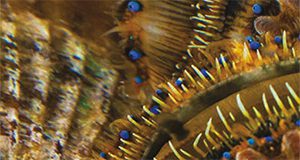 a close-up photo of the inside of a live scallop