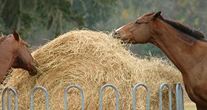 a photo of two horses feeding from a round bail of hay