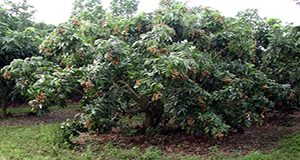 fruiting longan tree in grove