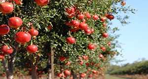 A close-up photo of a fruit-laden pomegranate tree in an orchard.