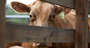 a cow looks through the slats of a fence