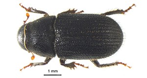 Dorsal view photograph of an adult black turpentine beetle, Dendroctonus terebrans (Olivier).