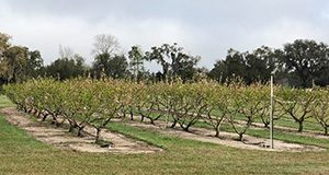 photo of peach orchard