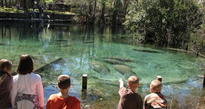a group of children observing manatees in a spring