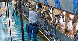 A photo of employees milking cows in a milking parlour.