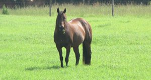 A photo of a horse standing in pasture.