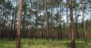 A photo of a grassy upland pine forest