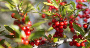 A close up photo of woody holly branches with clusters of vibrant red berries.